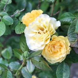 Meet your Posher, Malorie